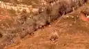 Hakkari'de Kurt Saldırısı: İnek Yaralandı