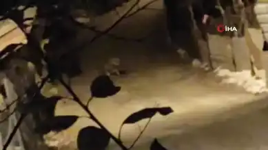 Aç Kurt Şehir Merkezinde Panik!