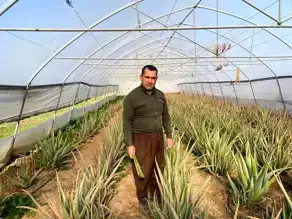 Hakkari'de Aloe Vera Üretimi: Pazarlama Sıkıntısı