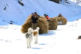 Hakkari'de Kışın Ot Taşıma Sıkıntısı