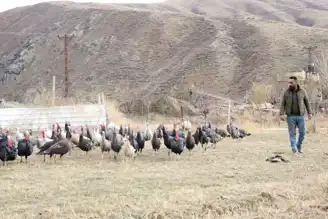 Yılbaşı Hindi Satışları Başladı!