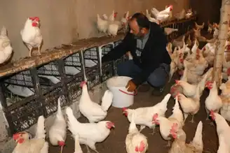 Hobi Başladı, Bin Tavukla Organik Yumurta Çiftliği Kuruldu