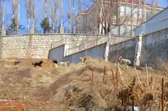 Sahipsiz Köpek Saldırısı: 12 Yaşındaki Eslem Hayatını Kaybetti