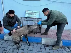 Hakkari'de Yaralı Dağ Keçisi Tedavi Ediliyor