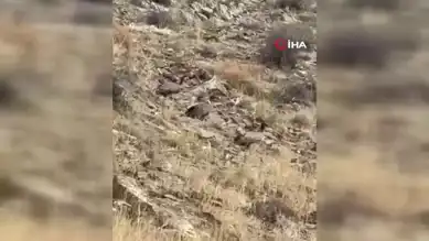Doğu Anadolu'da Nadir Akbaba Sürüsü Görüntülendi