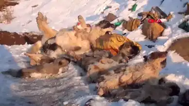 Yüksekova'da 20 Ölü Köpek Bulundu: Hayvanseverler İsyanda!