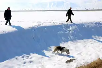 Yüksekova'da Köpek Saldırısı: 12 Yaşındaki Çocuk Hayatını Kaybetti