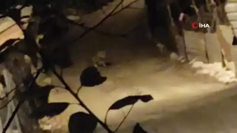 Aç Kurt Şehir Merkezinde Panik!