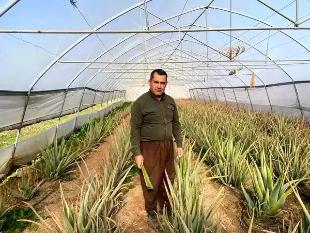 Hakkari'de Aloe Vera Üretimi: Pazarlama Sıkıntısı
