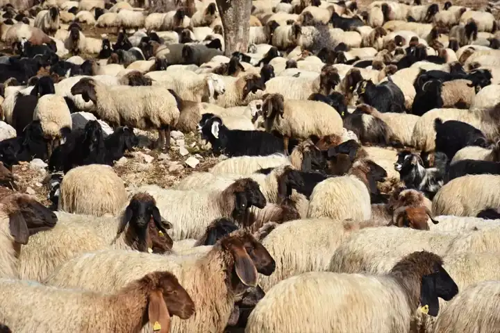 Göçerler Kış Yurdunda