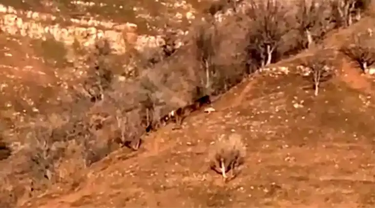 Hakkari'de Kurt Saldırısı: İnek Yaralandı