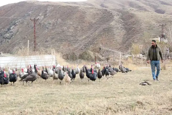 Yılbaşı Hindi Satışları Başladı!