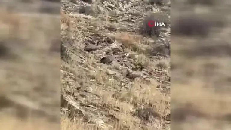 Doğu Anadolu'da Nadir Akbaba Sürüsü Görüntülendi